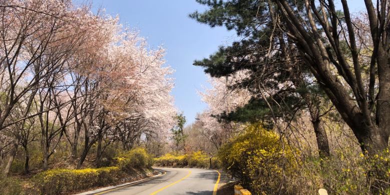 성남벚꽃9경 중 남한산성 올라가는 길 사진 썸네일